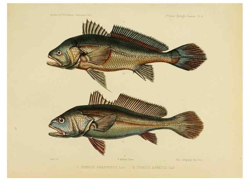 Reproducción/Reproduction 49814285311: Expédition dans les parties centrales de l'Amérique du Sud. Paris :Chez P. Bertrand,1850-1859.. 
