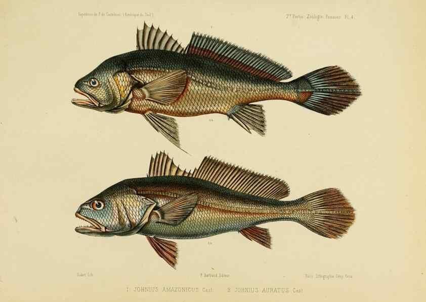 Reproducción/Reproduction 49814285311: Expédition dans les parties centrales de l'Amérique du Sud. Paris :Chez P. Bertrand,1850-1859.. 