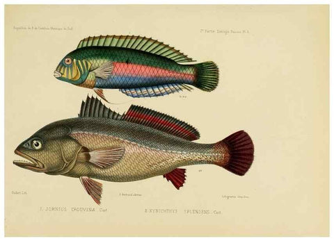 Reproducción/Reproduction 49813748463: Expédition dans les parties centrales de l'Amérique du Sud. Paris :Chez P. Bertrand,1850-1859.. 
