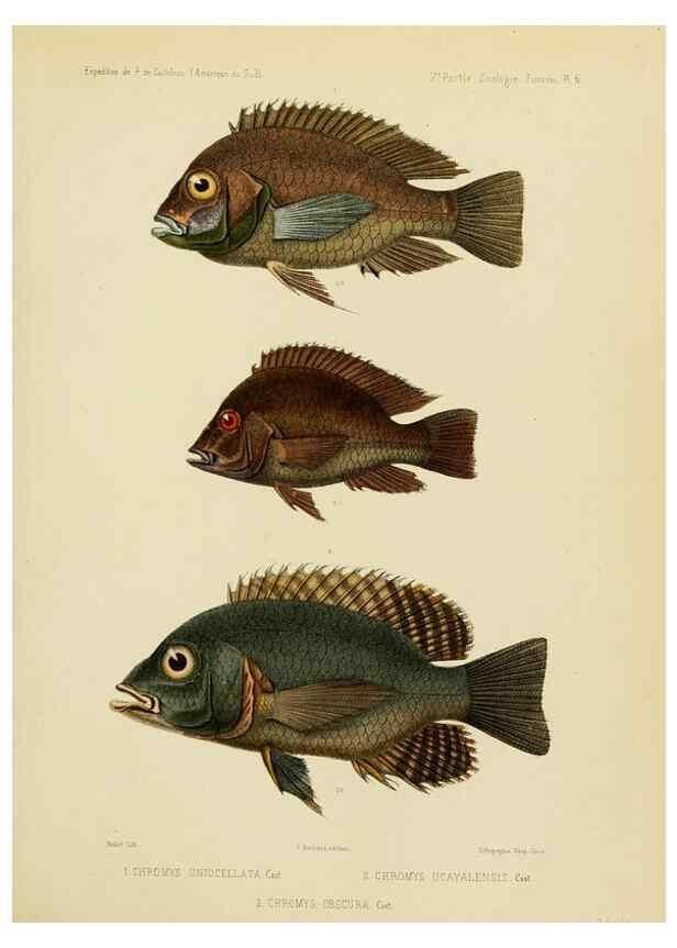 Reproducción/Reproduction 49813748783: Expédition dans les parties centrales de l'Amérique du Sud. Paris :Chez P. Bertrand,1850-1859.. 