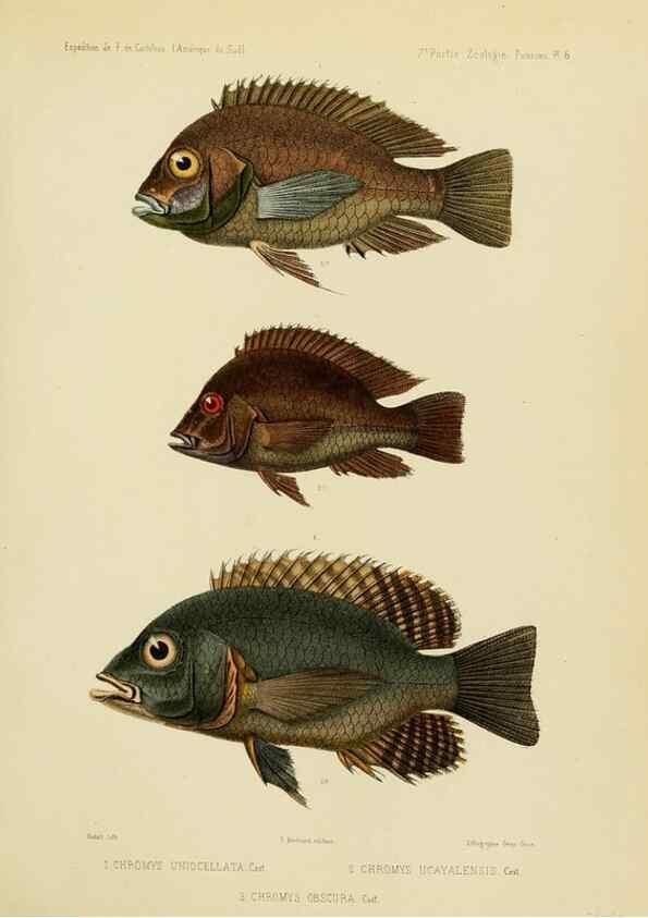 Reproducción/Reproduction 49813748783: Expédition dans les parties centrales de l'Amérique du Sud. Paris :Chez P. Bertrand,1850-1859.. 