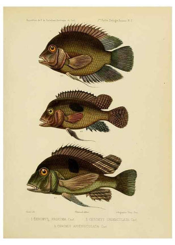 Reproducción/Reproduction 49813749028: Expédition dans les parties centrales de l'Amérique du Sud. Paris :Chez P. Bertrand,1850-1859.. 