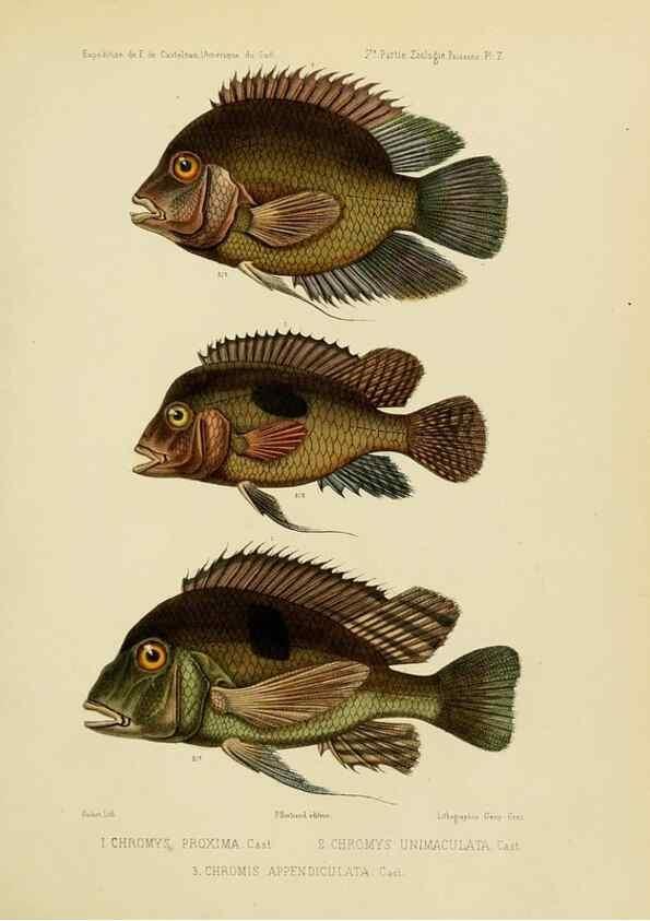 Reproducción/Reproduction 49813749028: Expédition dans les parties centrales de l'Amérique du Sud. Paris :Chez P. Bertrand,1850-1859.. 