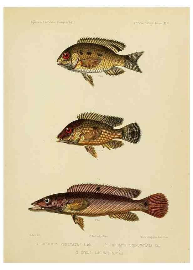 Reproducción/Reproduction 49814595532: Expédition dans les parties centrales de l'Amérique du Sud. Paris :Chez P. Bertrand,1850-1859.. 