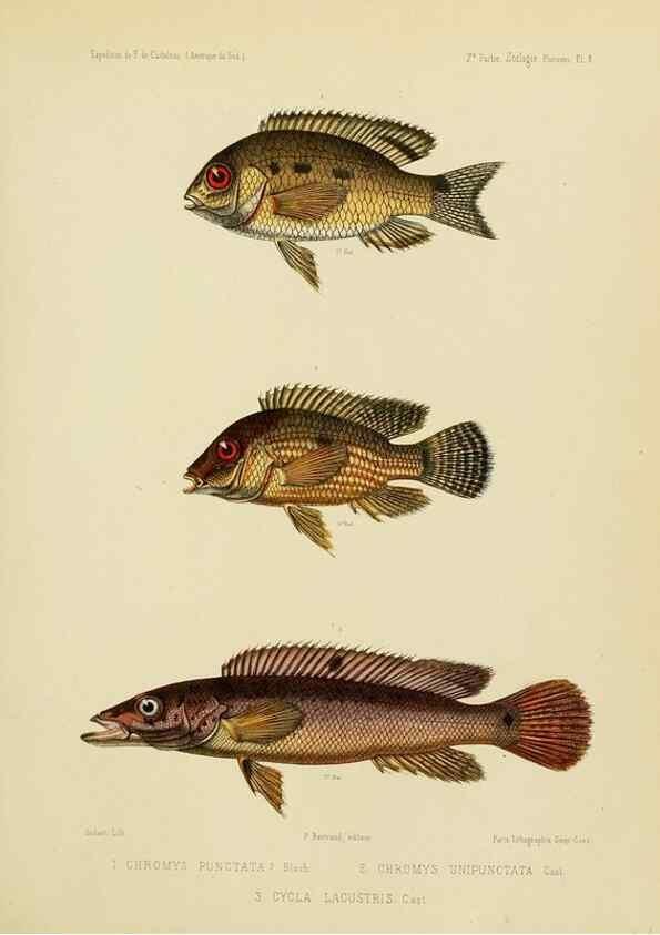 Reproducción/Reproduction 49814595532: Expédition dans les parties centrales de l'Amérique du Sud. Paris :Chez P. Bertrand,1850-1859.. 