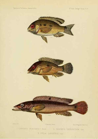 Reproducción/Reproduction 49814595532: Expédition dans les parties centrales de l'Amérique du Sud. Paris :Chez P. Bertrand,1850-1859.. 