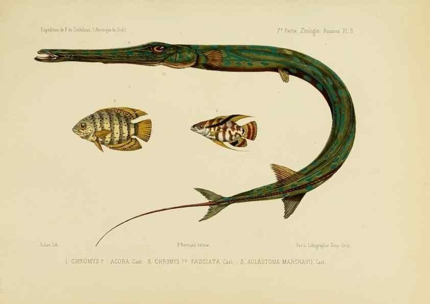 Reproducción/Reproduction 49814286776: Expédition dans les parties centrales de l'Amérique du Sud. Paris :Chez P. Bertrand,1850-1859.. 