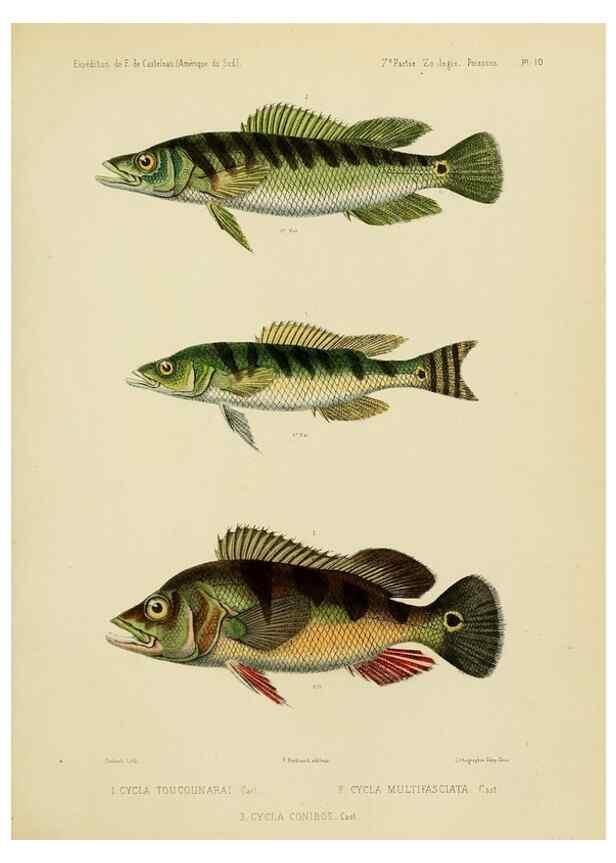 Reproducción/Reproduction 49813750023: Expédition dans les parties centrales de l'Amérique du Sud. Paris :Chez P. Bertrand,1850-1859.. 