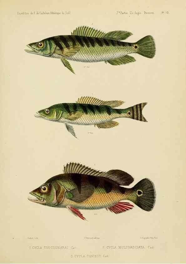 Reproducción/Reproduction 49813750023: Expédition dans les parties centrales de l'Amérique du Sud. Paris :Chez P. Bertrand,1850-1859.. 