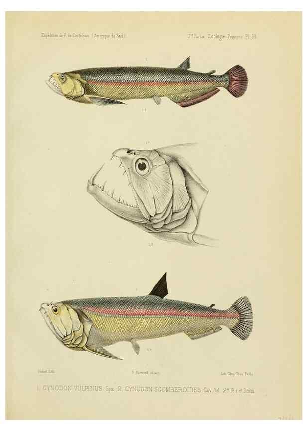 Reproducción/Reproduction 49814605012: Expédition dans les parties centrales de l'Amérique du Sud. Paris :Chez P. Bertrand,1850-1859.. 