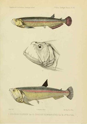 Reproducción/Reproduction 49814605012: Expédition dans les parties centrales de l'Amérique du Sud. Paris :Chez P. Bertrand,1850-1859.. 