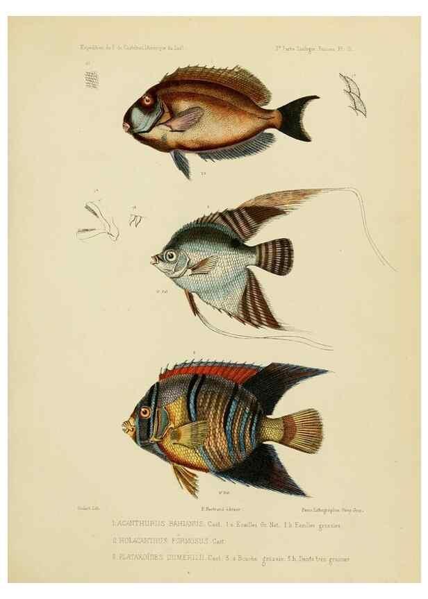 Reproducción/Reproduction 49814596427: Expédition dans les parties centrales de l'Amérique du Sud. Paris :Chez P. Bertrand,1850-1859.. 