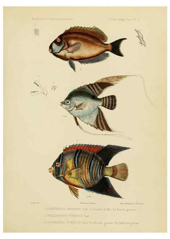 Reproducción/Reproduction 49814596427: Expédition dans les parties centrales de l'Amérique du Sud. Paris :Chez P. Bertrand,1850-1859.. 