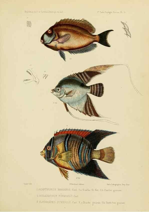 Reproducción/Reproduction 49814596427: Expédition dans les parties centrales de l'Amérique du Sud. Paris :Chez P. Bertrand,1850-1859.. 