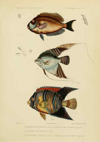 Reproducción/Reproduction 49814596427: Expédition dans les parties centrales de l'Amérique du Sud. Paris :Chez P. Bertrand,1850-1859.. 