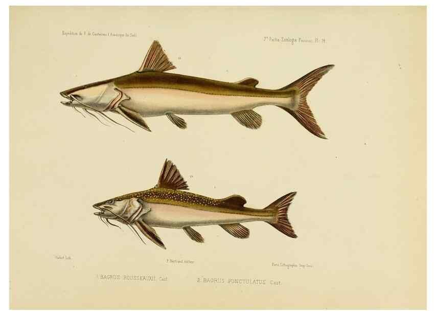 Reproducción/Reproduction 49814597327: Expédition dans les parties centrales de l'Amérique du Sud. Paris :Chez P. Bertrand,1850-1859.. 