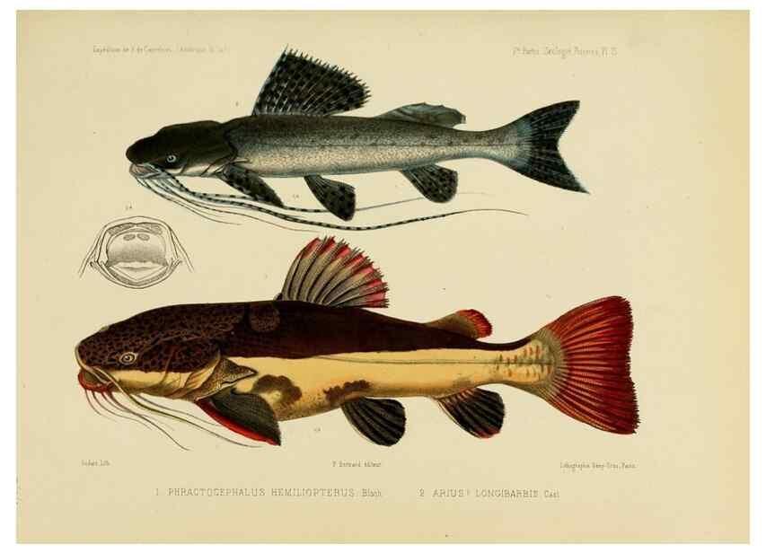 Reproducción/Reproduction 49813751548: Expédition dans les parties centrales de l'Amérique du Sud. Paris :Chez P. Bertrand,1850-1859.. 