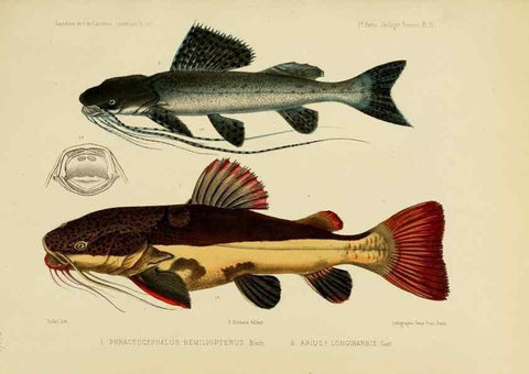 Reproducción/Reproduction 49813751548: Expédition dans les parties centrales de l'Amérique du Sud. Paris :Chez P. Bertrand,1850-1859.. 