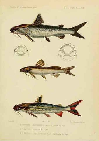 Reproducción/Reproduction 49813751823: Expédition dans les parties centrales de l'Amérique du Sud. Paris :Chez P. Bertrand,1850-1859.. 