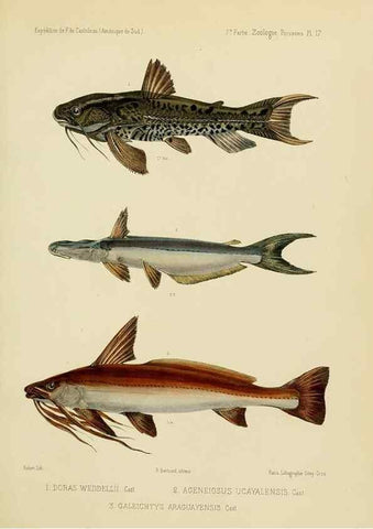 Reproducción/Reproduction 49813752028: Expédition dans les parties centrales de l'Amérique du Sud. Paris :Chez P. Bertrand,1850-1859.. 