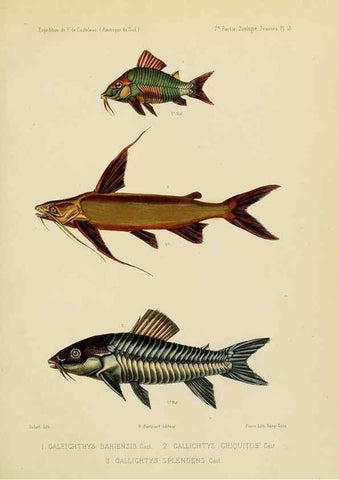 Reproducción/Reproduction 49814598457: Expédition dans les parties centrales de l'Amérique du Sud. Paris :Chez P. Bertrand,1850-1859.. 