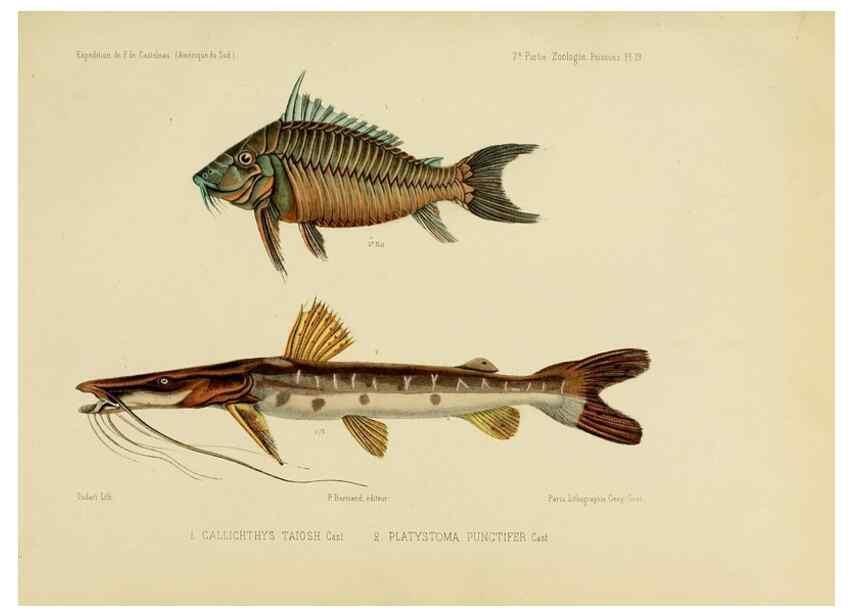 Reproducción/Reproduction 49814598752: Expédition dans les parties centrales de l'Amérique du Sud. Paris :Chez P. Bertrand,1850-1859.. 