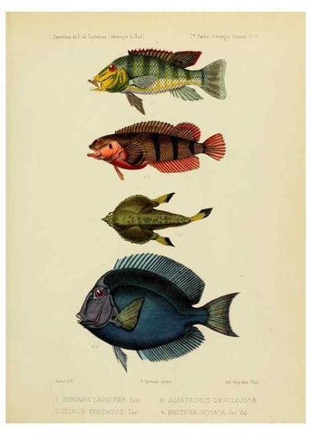 Reproducción/Reproduction 49814287721: Expédition dans les parties centrales de l'Amérique du Sud. Paris :Chez P. Bertrand,1850-1859.. 