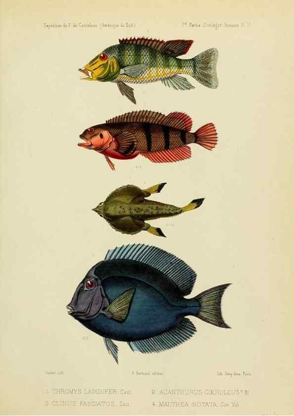 Reproducción/Reproduction 49814287721: Expédition dans les parties centrales de l'Amérique du Sud. Paris :Chez P. Bertrand,1850-1859.. 
