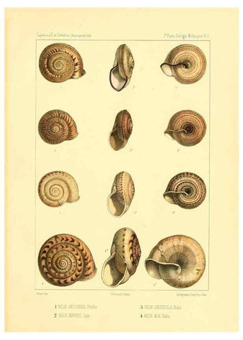 Reproducción/Reproduction 49814398881: Expédition dans les parties centrales de l'Amérique du Sud. Paris :Chez P. Bertrand,1850-1859.. 