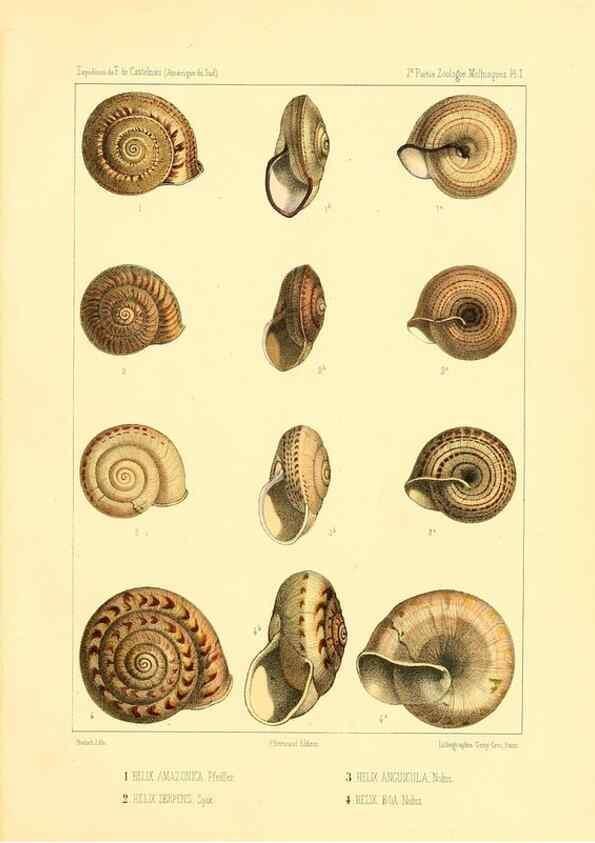 Reproducción/Reproduction 49814398881: Expédition dans les parties centrales de l'Amérique du Sud. Paris :Chez P. Bertrand,1850-1859.. 