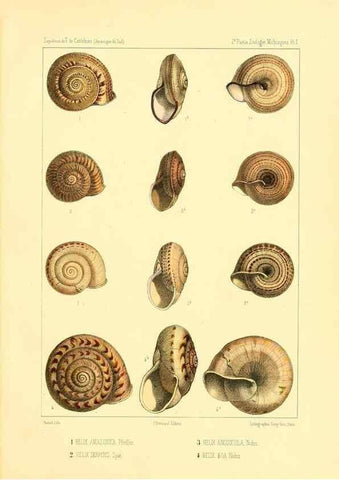 Reproducción/Reproduction 49814398881: Expédition dans les parties centrales de l'Amérique du Sud. Paris :Chez P. Bertrand,1850-1859.. 