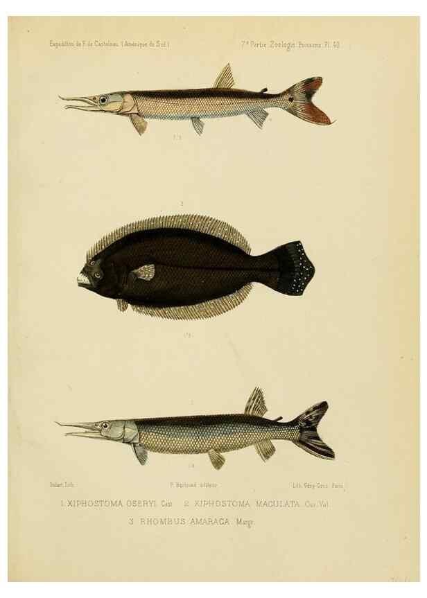 Reproducción/Reproduction 49814296091: Expédition dans les parties centrales de l'Amérique du Sud. Paris :Chez P. Bertrand,1850-1859.. 