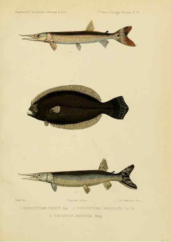 Reproducción/Reproduction 49814296091: Expédition dans les parties centrales de l'Amérique du Sud. Paris :Chez P. Bertrand,1850-1859.. 