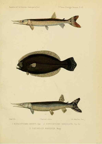 Reproducción/Reproduction 49814296091: Expédition dans les parties centrales de l'Amérique du Sud. Paris :Chez P. Bertrand,1850-1859.. 