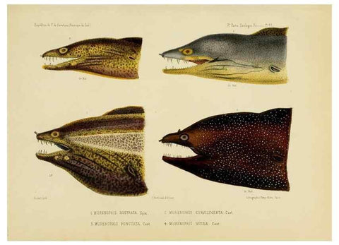 Reproducción/Reproduction 49814605842: Expédition dans les parties centrales de l'Amérique du Sud. Paris :Chez P. Bertrand,1850-1859.. 