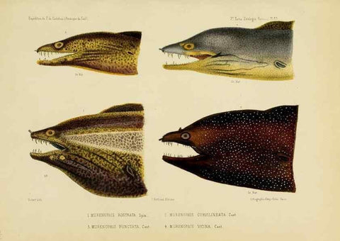 Reproducción/Reproduction 49814605842: Expédition dans les parties centrales de l'Amérique du Sud. Paris :Chez P. Bertrand,1850-1859.. 