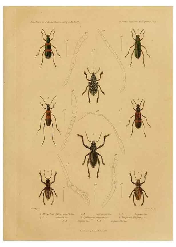 Reproducción/Reproduction 49814681762: Expédition dans les parties centrales de l'Amérique du Sud. Paris :Chez P. Bertrand,1850-1859.. 