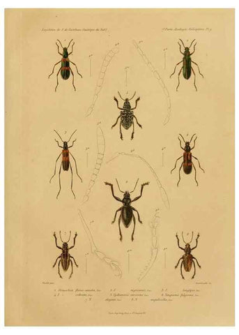 Reproducción/Reproduction 49814681762: Expédition dans les parties centrales de l'Amérique du Sud. Paris :Chez P. Bertrand,1850-1859.. 
