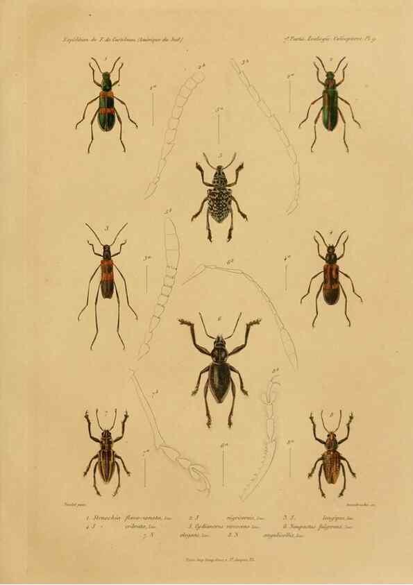 Reproducción/Reproduction 49814681762: Expédition dans les parties centrales de l'Amérique du Sud. Paris :Chez P. Bertrand,1850-1859.. 