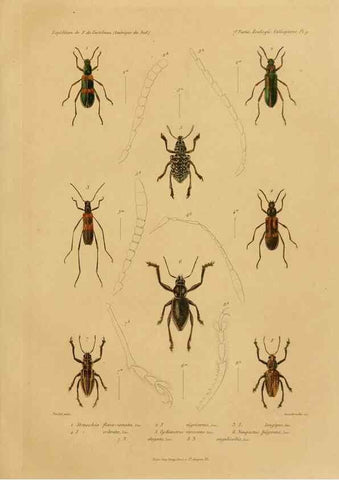 Reproducción/Reproduction 49814681762: Expédition dans les parties centrales de l'Amérique du Sud. Paris :Chez P. Bertrand,1850-1859.. 