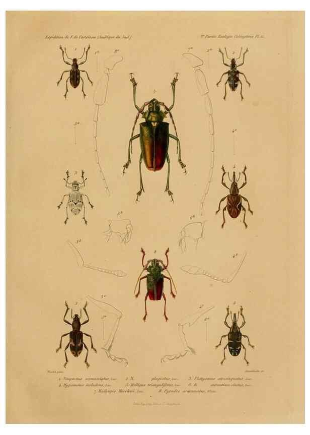 Reproducción/Reproduction 49813835988: Expédition dans les parties centrales de l'Amérique du Sud. Paris :Chez P. Bertrand,1850-1859.. 