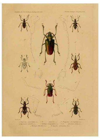 Reproducción/Reproduction 49813835988: Expédition dans les parties centrales de l'Amérique du Sud. Paris :Chez P. Bertrand,1850-1859.. 