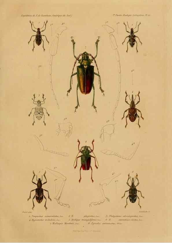 Reproducción/Reproduction 49813835988: Expédition dans les parties centrales de l'Amérique du Sud. Paris :Chez P. Bertrand,1850-1859.. 