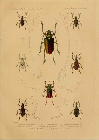 Reproducción/Reproduction 49813835988: Expédition dans les parties centrales de l'Amérique du Sud. Paris :Chez P. Bertrand,1850-1859.. 