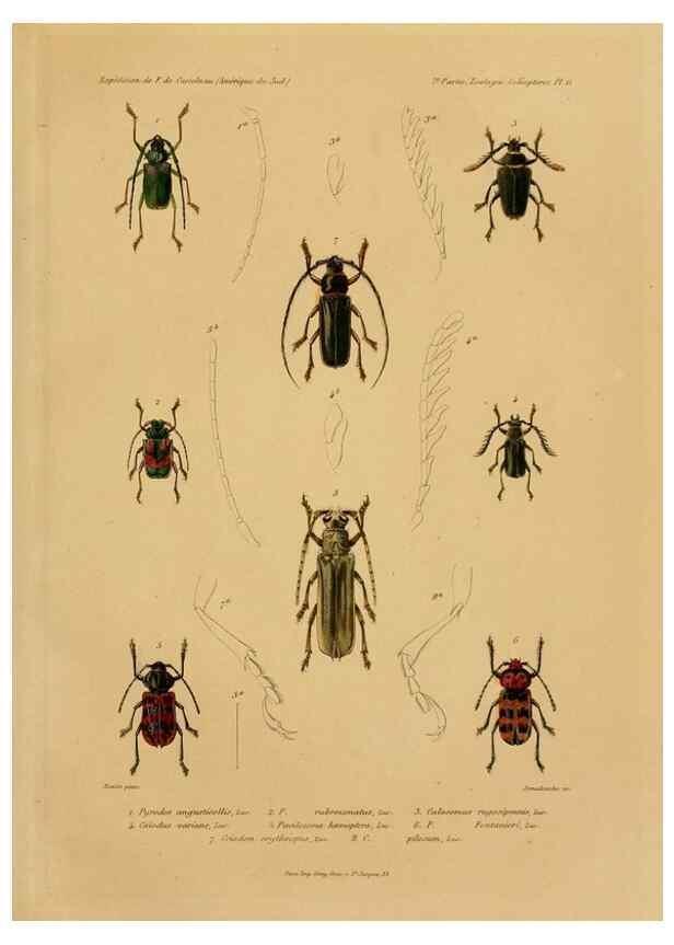 Reproducción/Reproduction 49814372491: Expédition dans les parties centrales de l'Amérique du Sud. Paris :Chez P. Bertrand,1850-1859.. 
