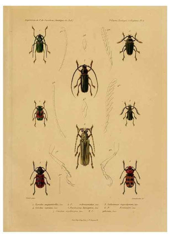 Reproducción/Reproduction 49814372491: Expédition dans les parties centrales de l'Amérique du Sud. Paris :Chez P. Bertrand,1850-1859.. 
