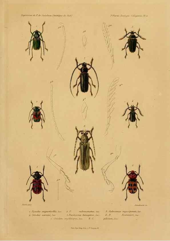 Reproducción/Reproduction 49814372491: Expédition dans les parties centrales de l'Amérique du Sud. Paris :Chez P. Bertrand,1850-1859.. 