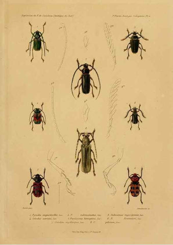 Reproducción/Reproduction 49814372491: Expédition dans les parties centrales de l'Amérique du Sud. Paris :Chez P. Bertrand,1850-1859.. 