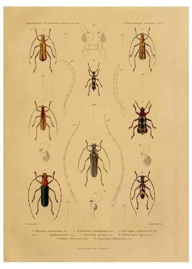 Reproducción/Reproduction 49814682617: Expédition dans les parties centrales de l'Amérique du Sud. Paris :Chez P. Bertrand,1850-1859.. 