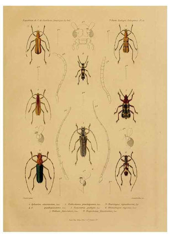 Reproducción/Reproduction 49814682617: Expédition dans les parties centrales de l'Amérique du Sud. Paris :Chez P. Bertrand,1850-1859.. 